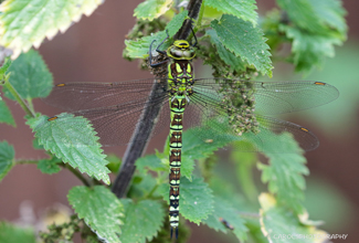 SOUTHERN HAWKER - FEMALE (Aeshna cyanea)